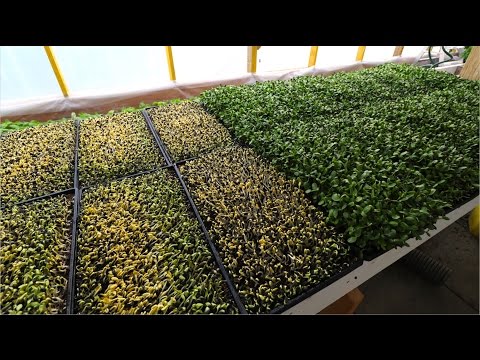 HOW TO: Avoid and Remedy Mould On Microgreens