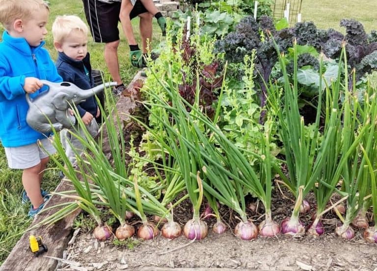 onion sets vs onion seeds