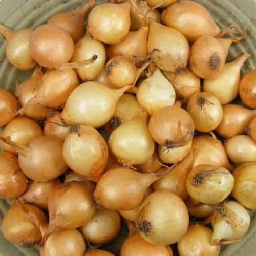 onion sets vs onion seeds Do Not Disturb Gardening