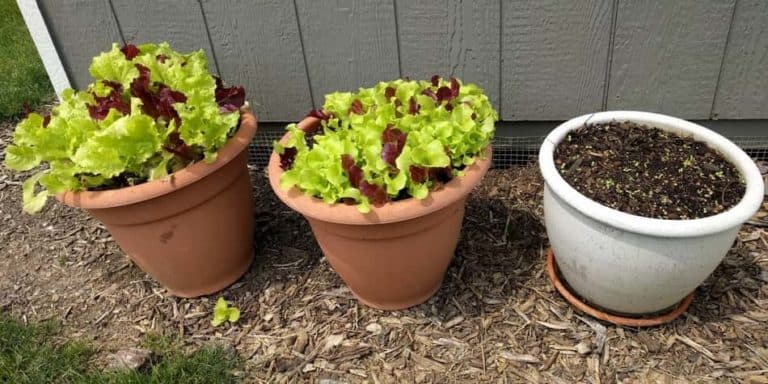 succession planting lettuce