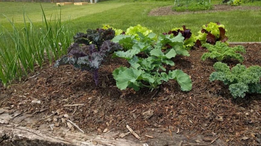 raised beds vs in ground beds