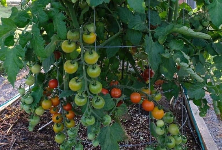 indeterminate tomato plant