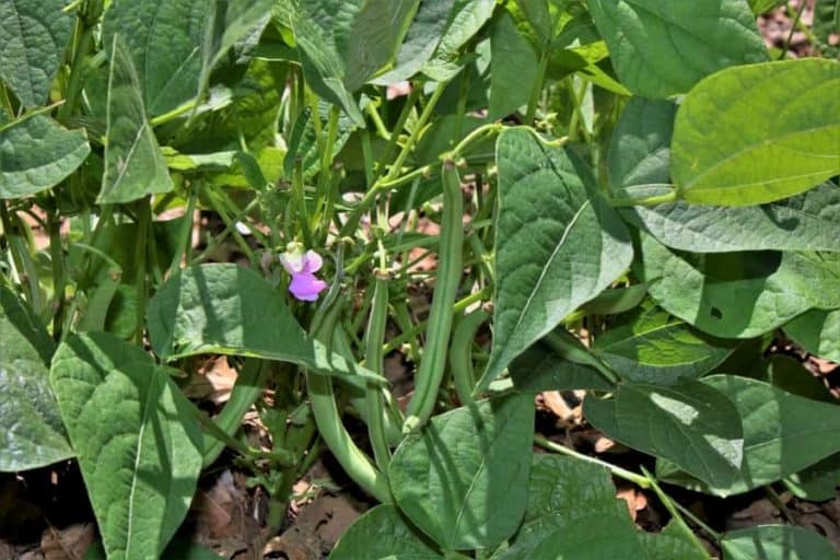 Green Bean Plant
