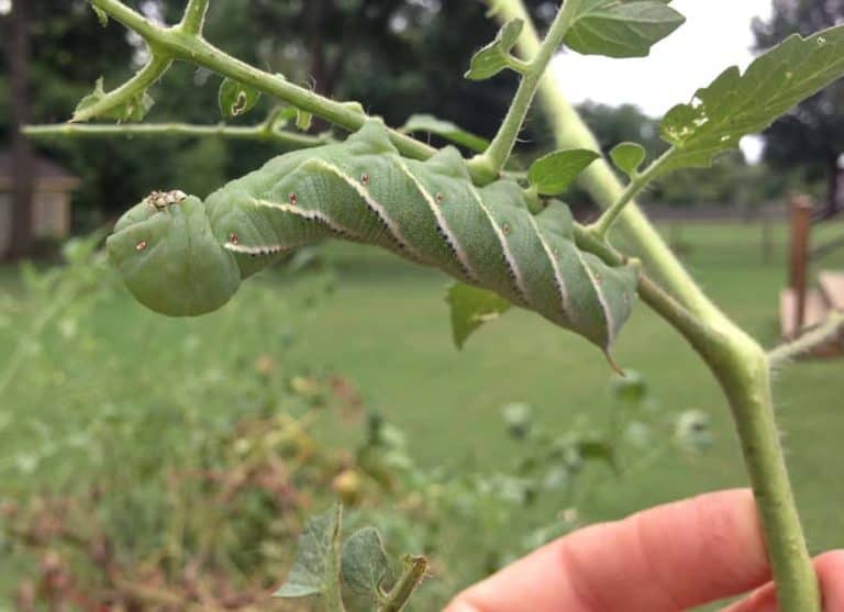 Tomato Hornworm