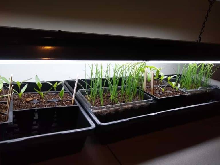 Seed Starting Under Grow Lights