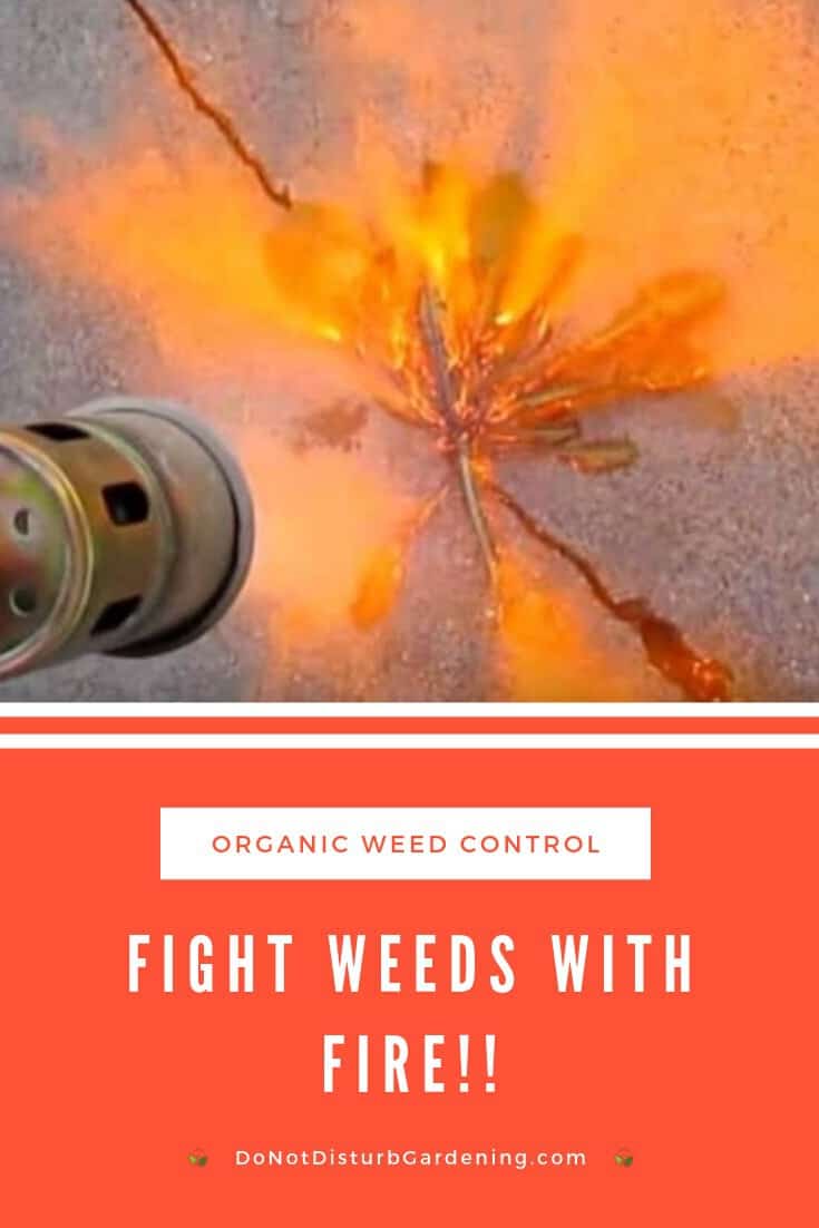 Are Weed Torches Effective? Do Not Disturb Gardening