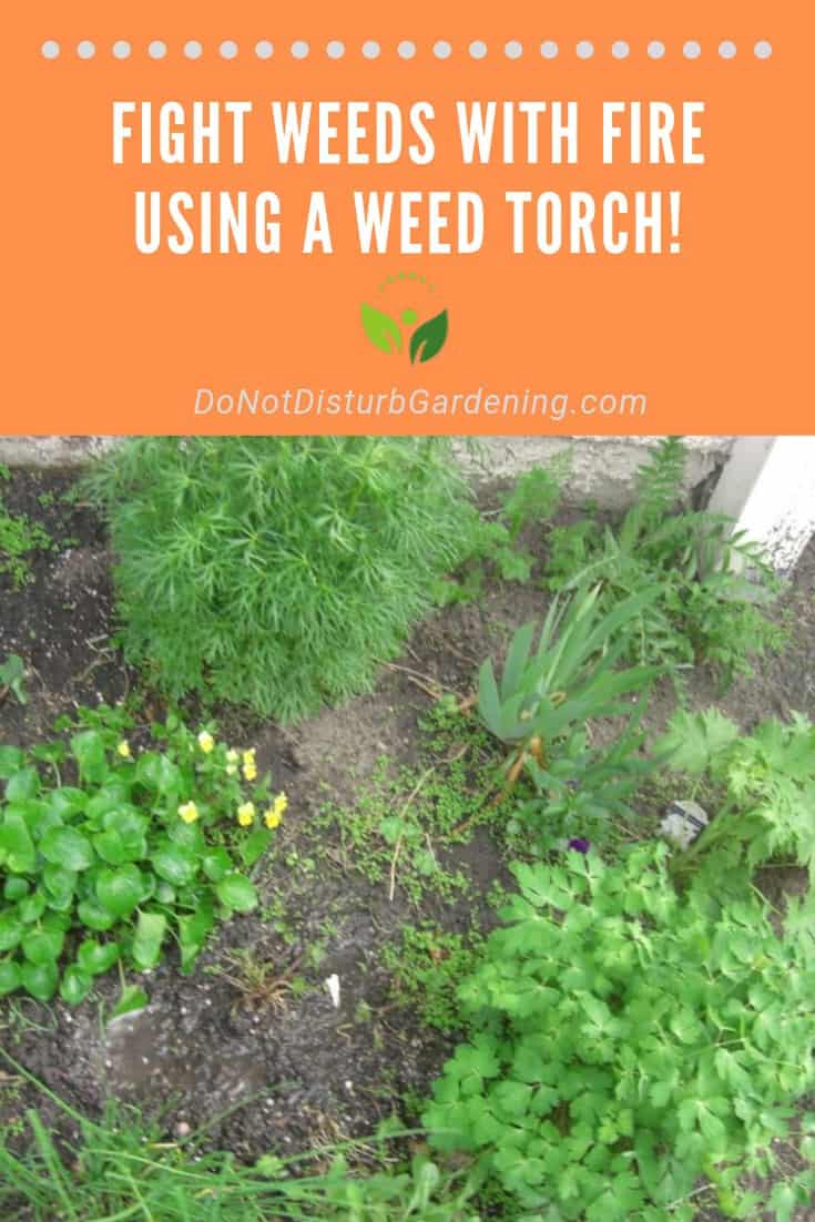 Are Weed Torches Effective? Do Not Disturb Gardening