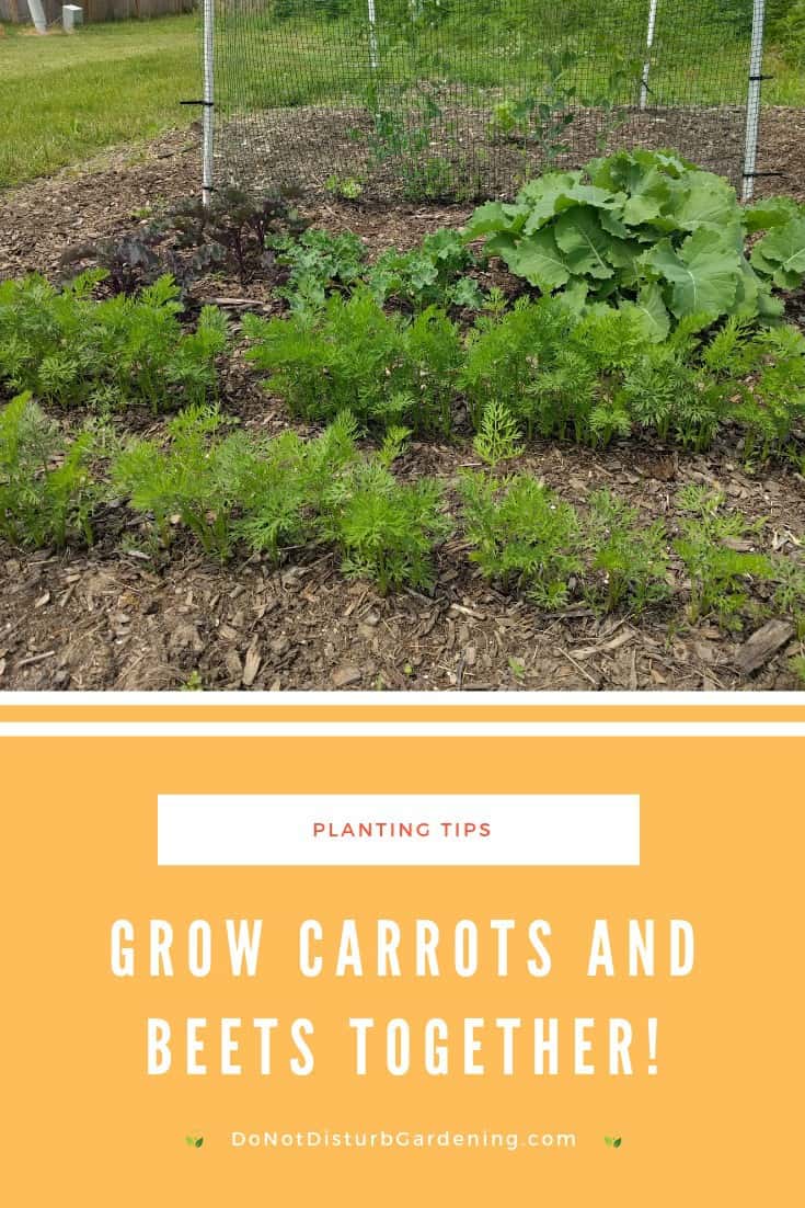 Can Carrots and Beets Be Planted Together? Do Not Disturb Gardening