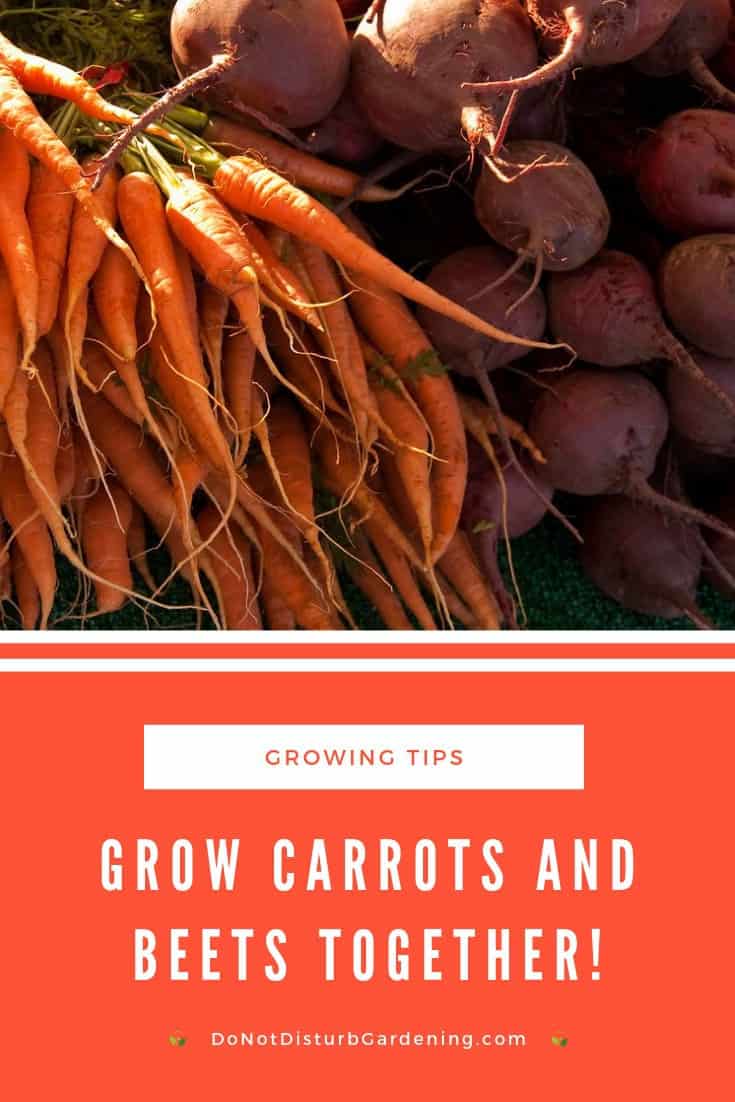 Can Carrots and Beets Be Planted Together? Do Not Disturb Gardening