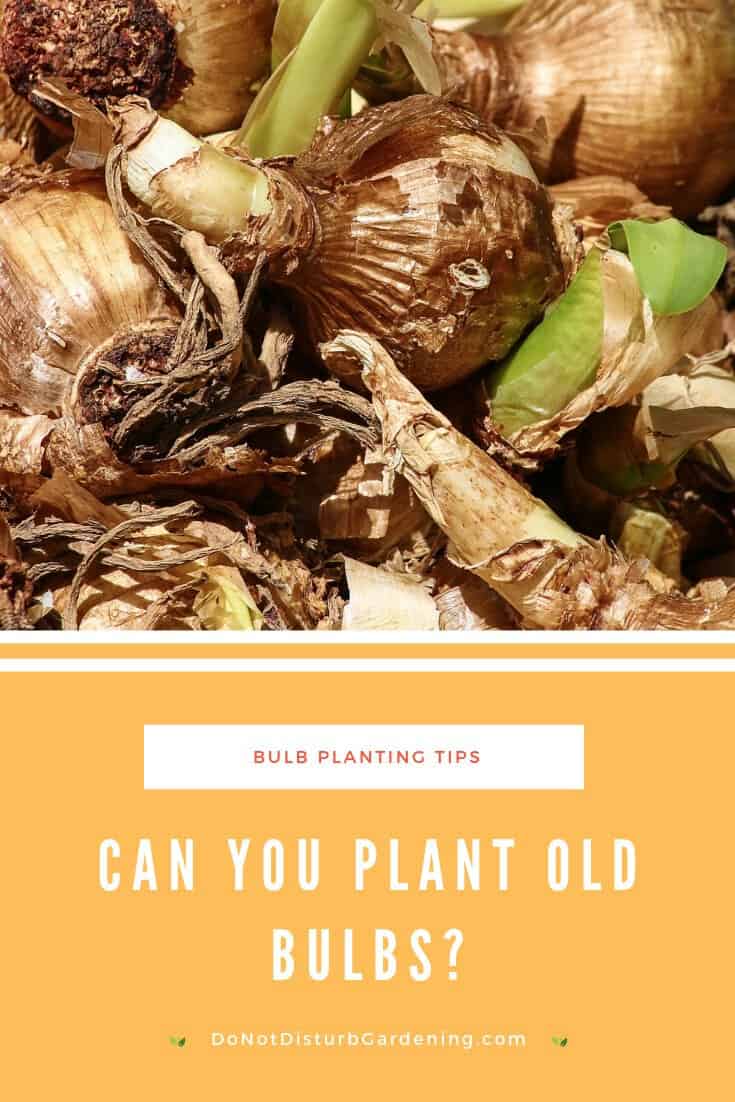 Can You Plant Old Bulbs? Do Not Disturb Gardening