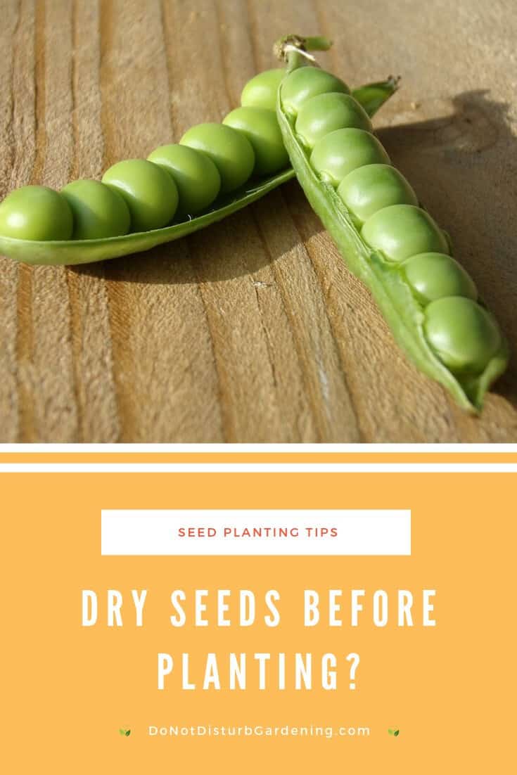 Do Seeds Need to Dry Before Planting? Do Not Disturb Gardening