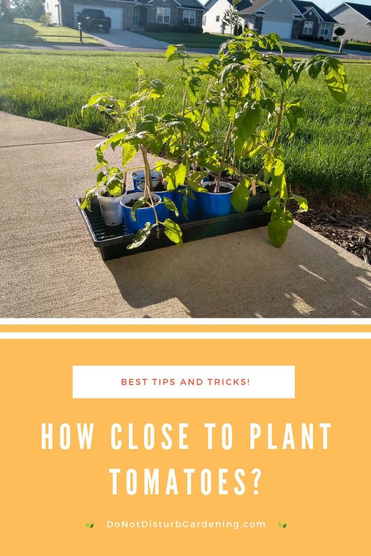 How Close to Plant Tomatoes? Important Tips and Tricks! – Do Not ...