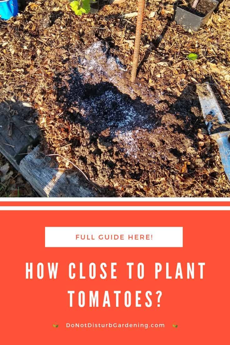 How Close to Plant Tomatoes? Important Tips and Tricks! – Do Not ...