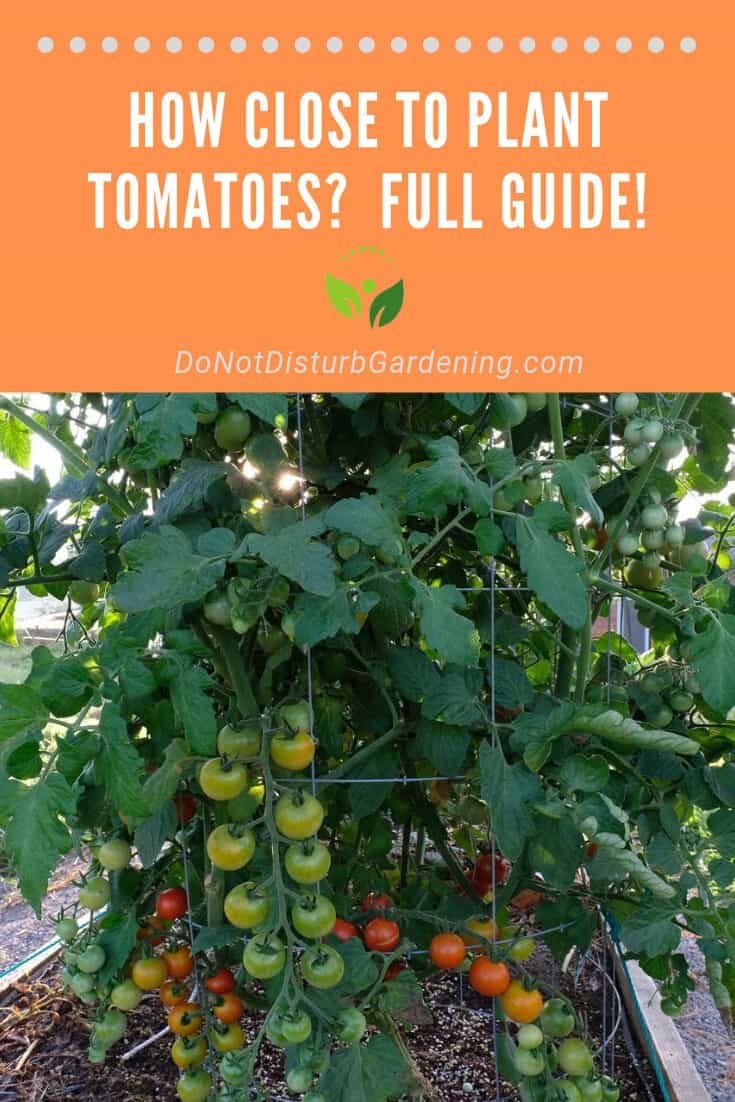 How Close to Plant Tomatoes? Important Tips and Tricks! Do Not Disturb Gardening