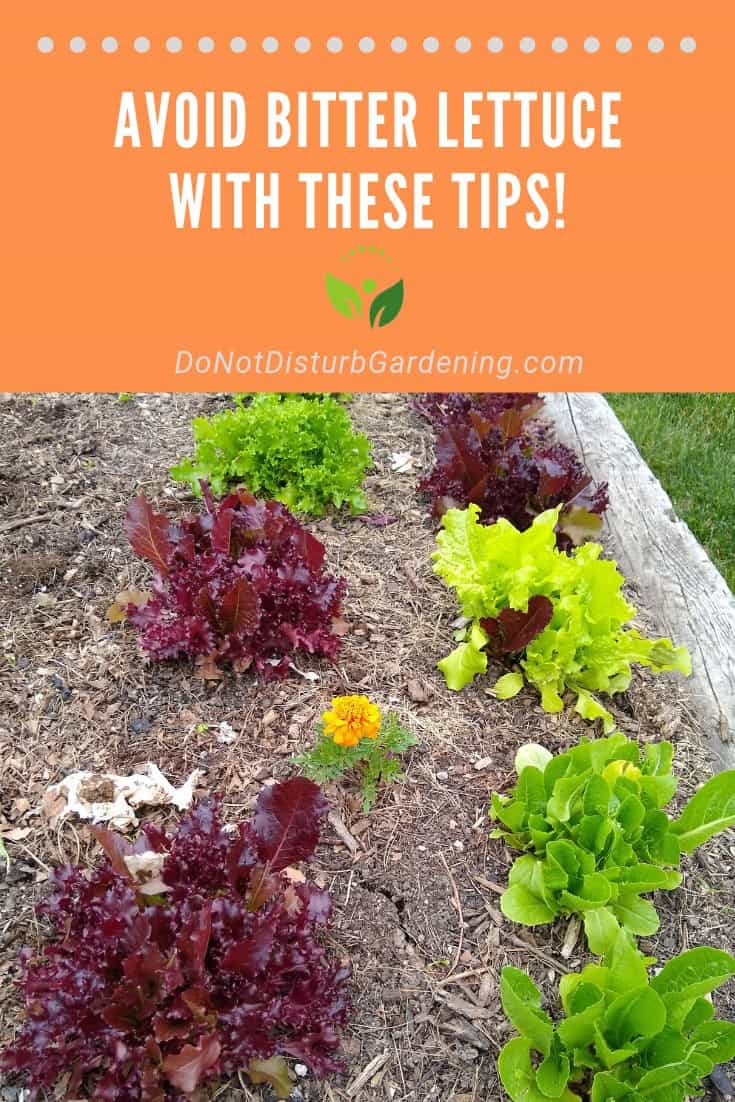 How to Avoid Growing Bitter Tasting Lettuce in Your Garden Do Not