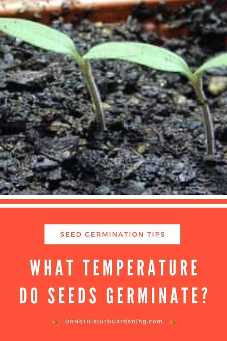 What Temperature Do Seeds Germinate? Do Not Disturb Gardening