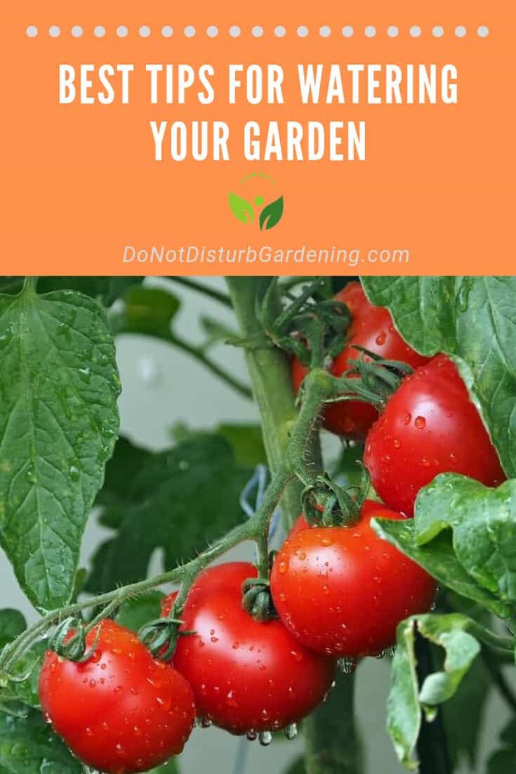 Watering Your Garden When, How Often, and How Much? Do Not Disturb