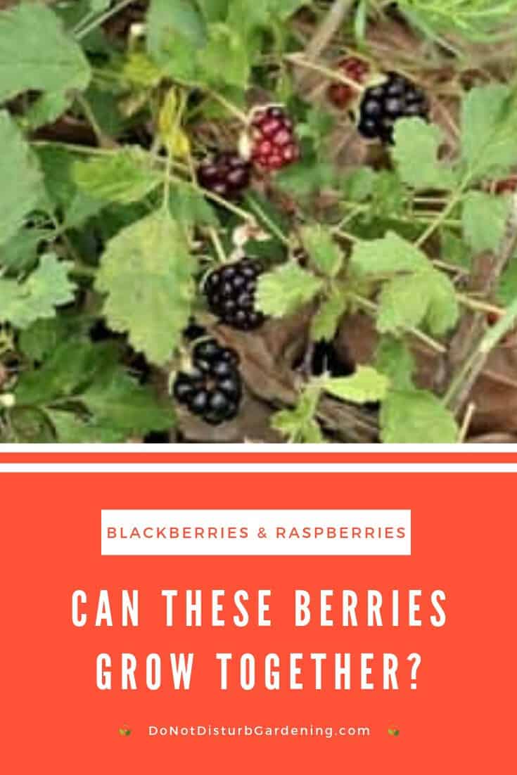Can Blackberries and Raspberries Be Planted Together? Do Not Disturb Gardening