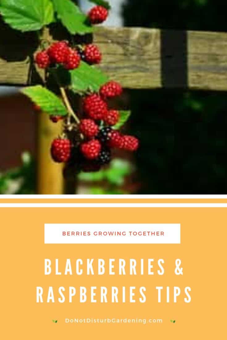 Can Blackberries and Raspberries Be Planted Together? Do Not Disturb