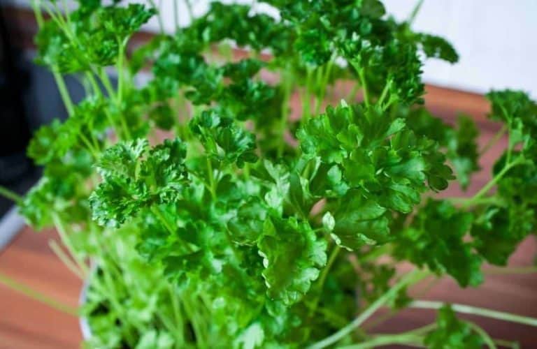 Parsley Indoors