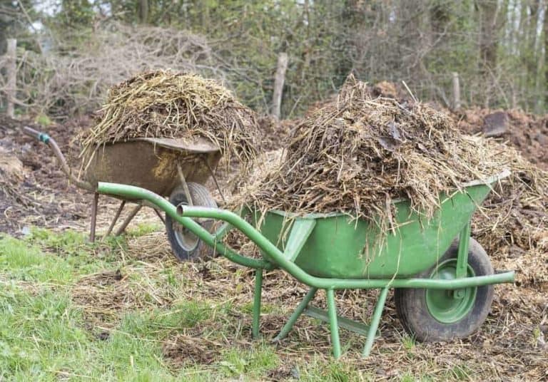 Compost vs Manure