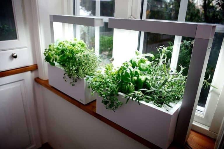 Indoor Herbs