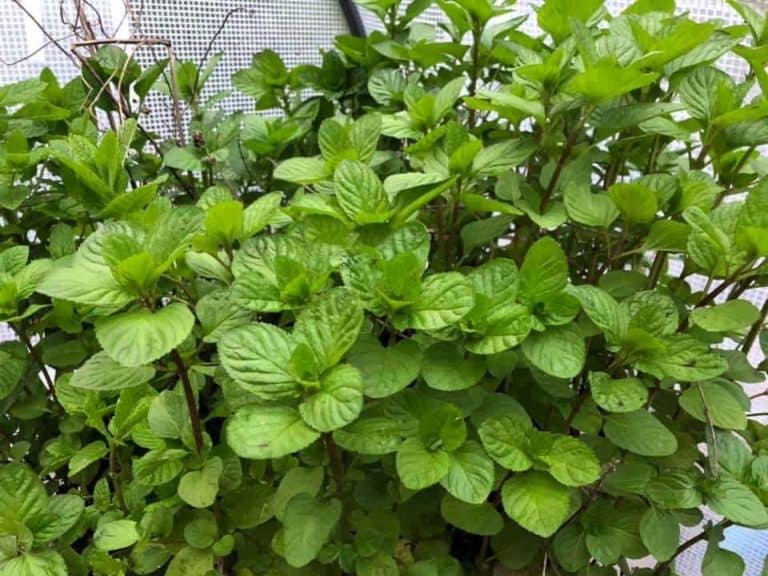 How to Grow Mint Indoors (3 Different Methods!) Do Not Disturb Gardening