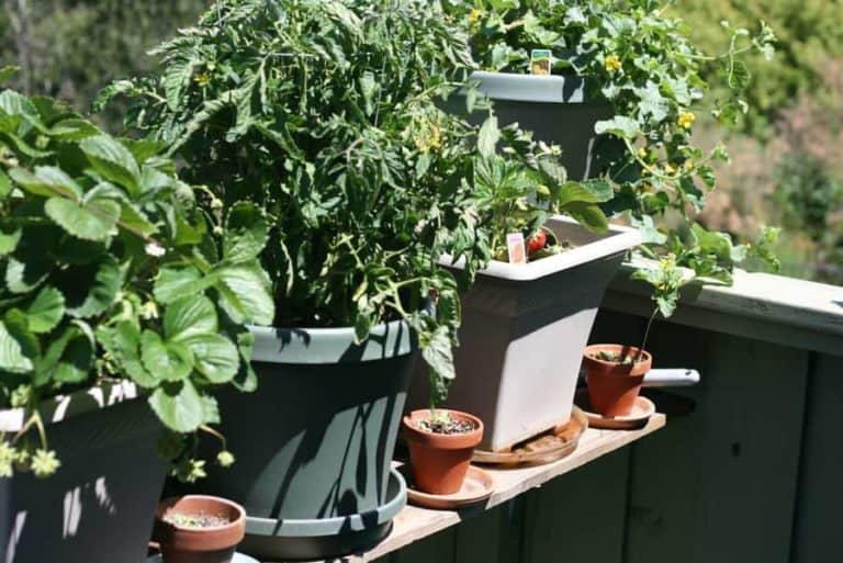 Containers for Plants