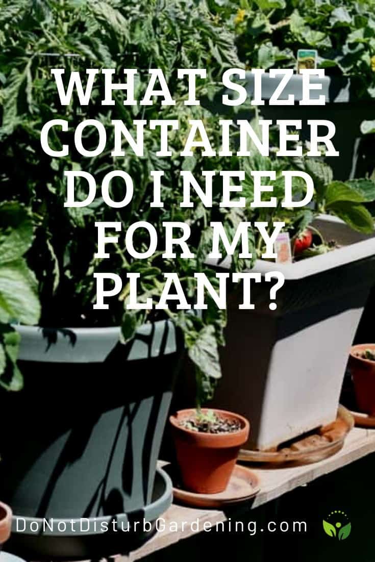 What Size Container Do I Need for My Plant? Do Not Disturb Gardening