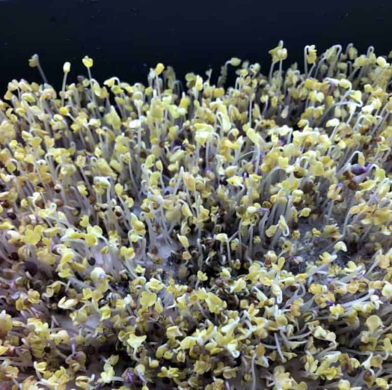 Moldy Microgreens