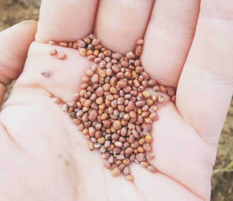 Radish Seeds for Microgreens