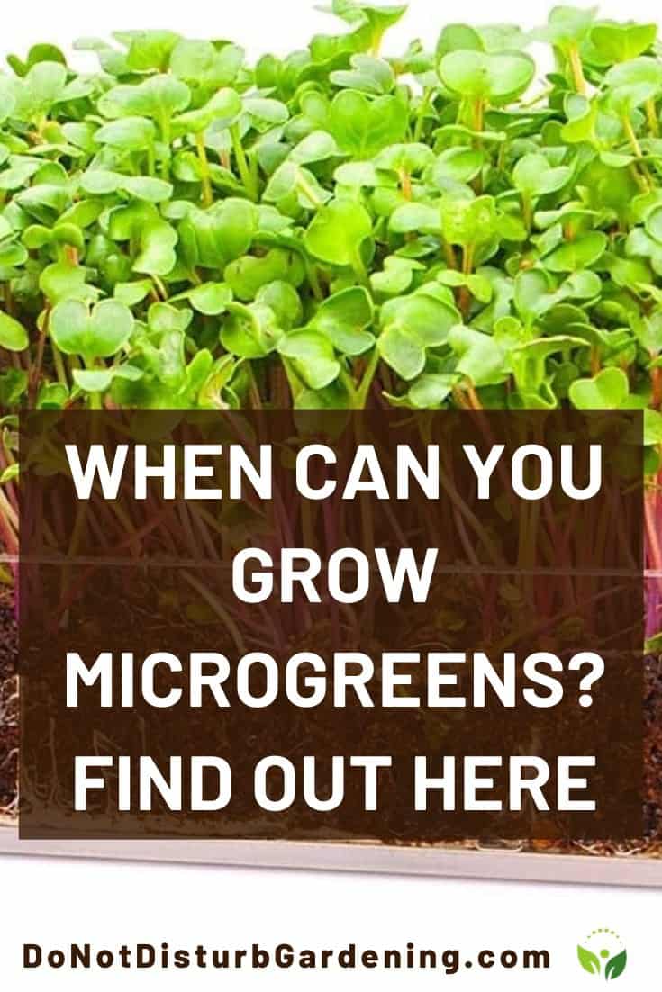 The Best Time to Plant Microgreens Explained Do Not Disturb Gardening