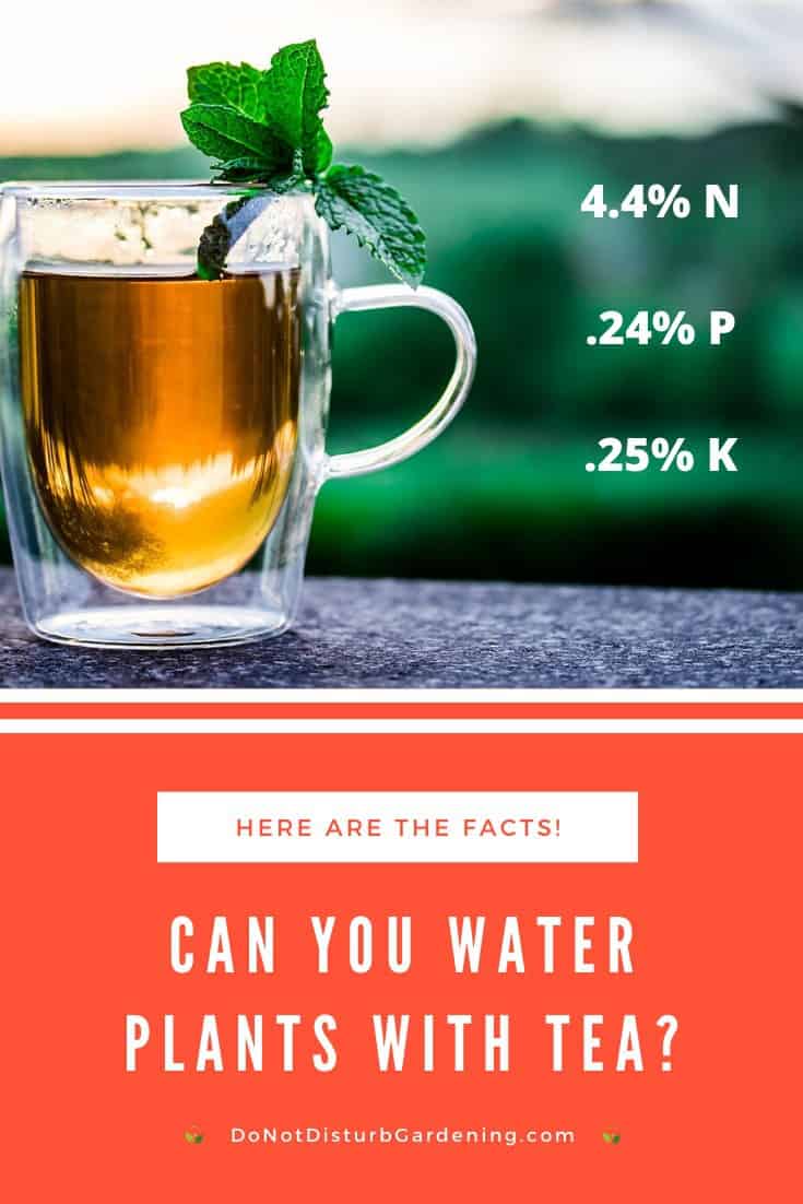 Can You Water Plants With Tea? Here Are the Facts! Do Not Disturb