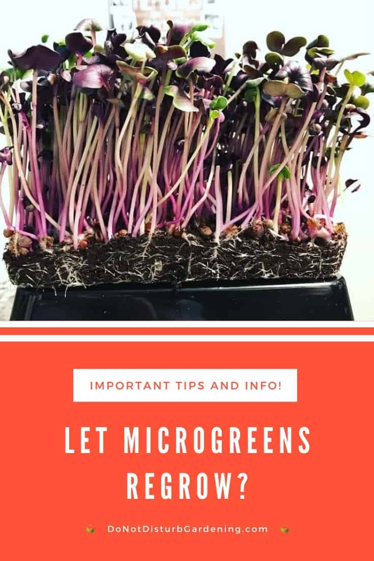 Do Microgreens Regrow After Cutting? Our Tips & Advice Do Not Disturb