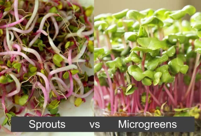 Microgreens vs Sprouts