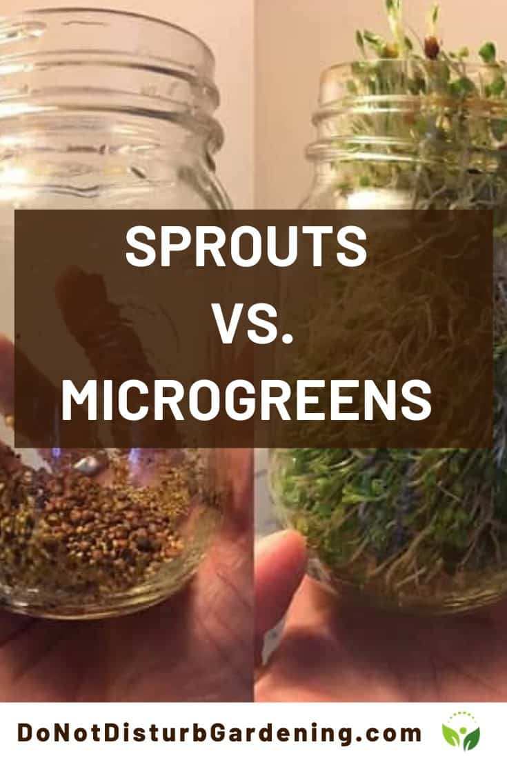 Microgreens vs. Sprouts What’s the Difference? Do Not Disturb Gardening
