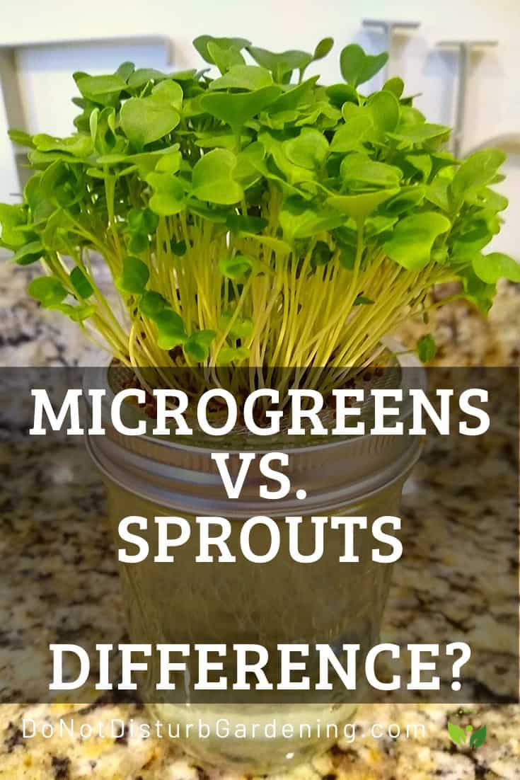 Microgreens vs. Sprouts What’s the Difference? Do Not Disturb Gardening
