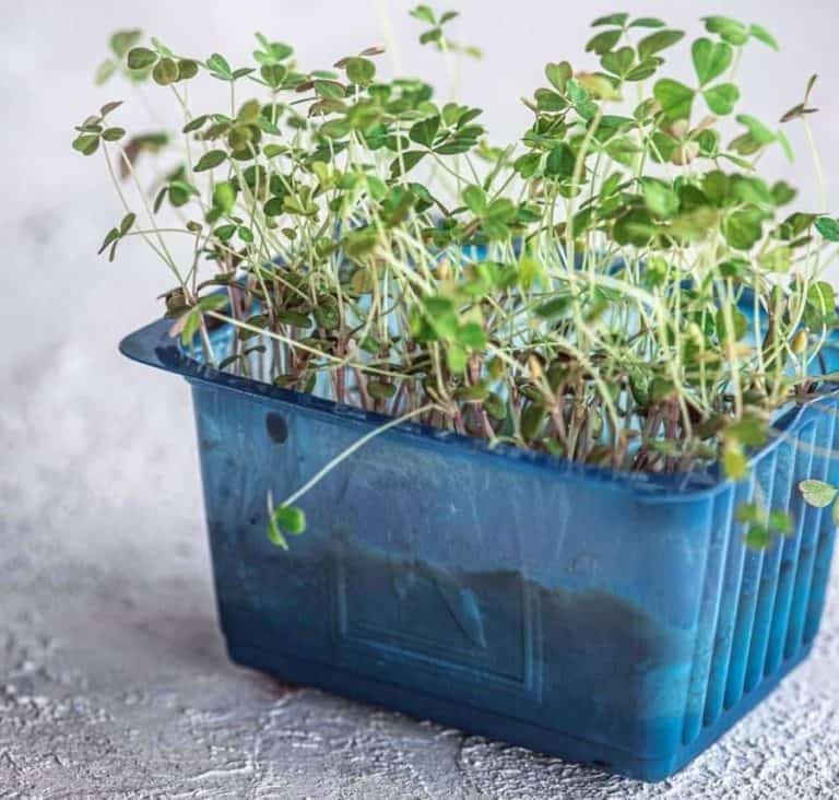 Microgreens Falling Over