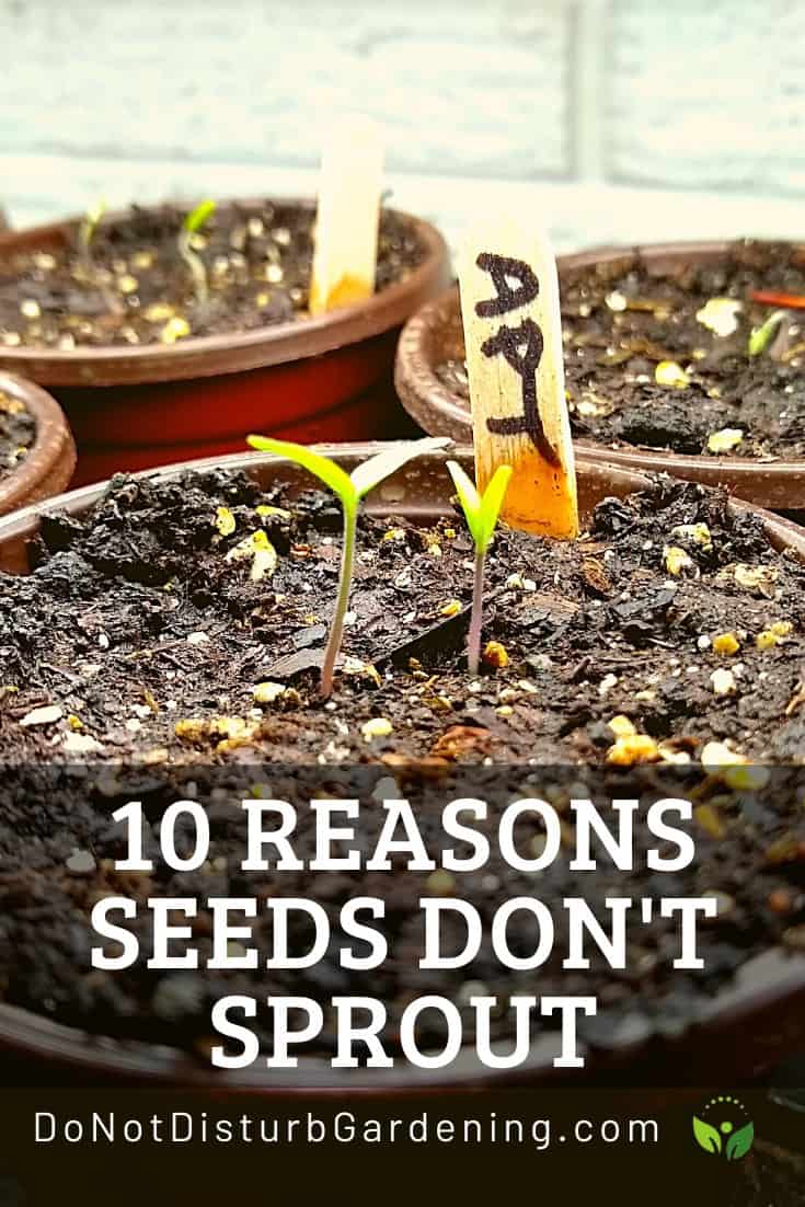 10 Reasons Vegetable Seeds Don’t Sprout or Germinate (1) Do Not