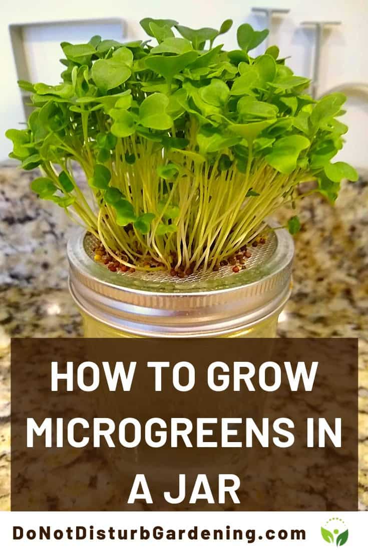 How to Grow Microgreens in a Jar A Step by Step Guide Do Not Disturb