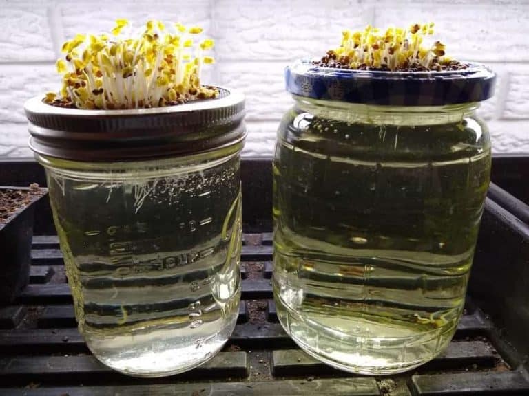 When do microgreens need light