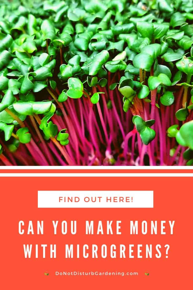 Can You Make Money Growing and Selling Microgreens? Do Not Disturb