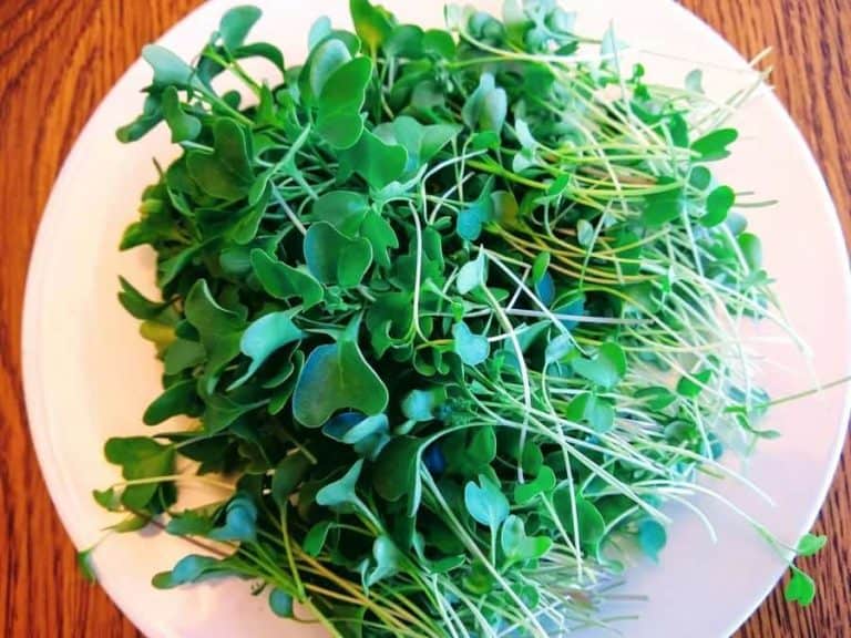 Microgreens Harvest