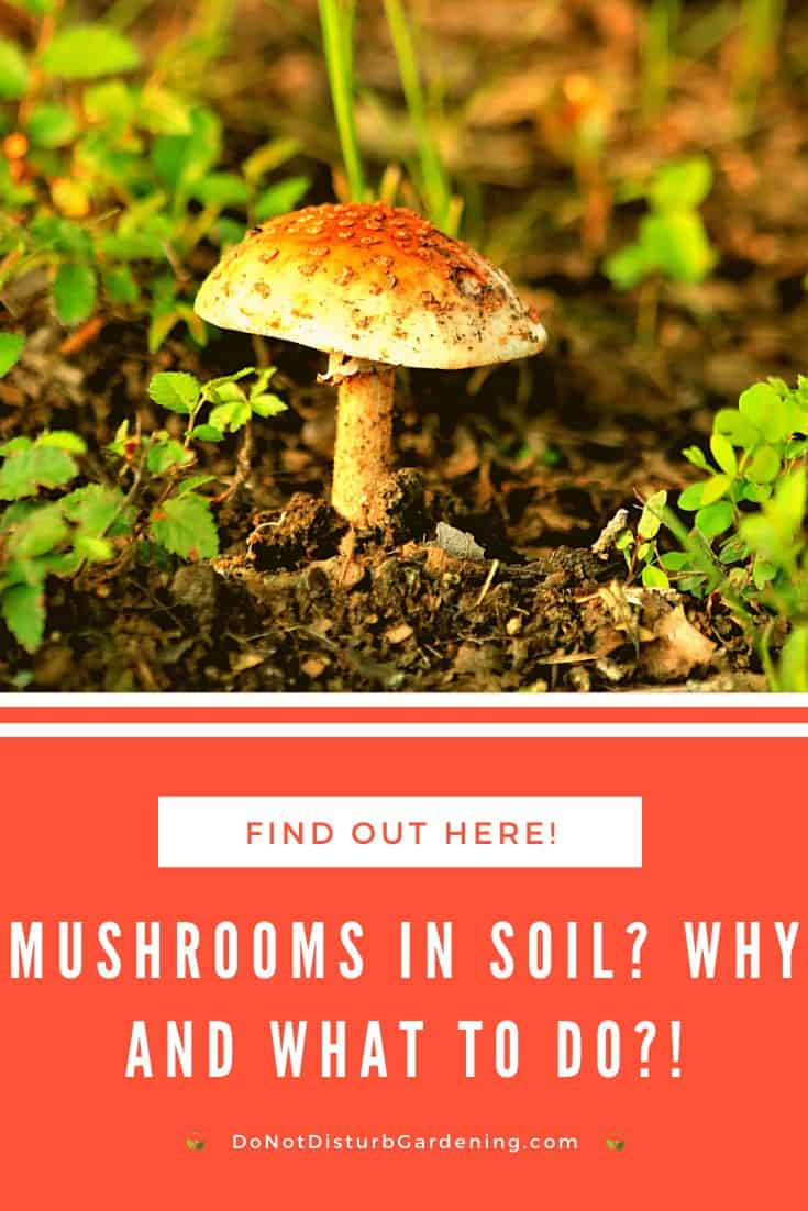 Why Soil Grows Mushrooms and How to Get Rid of Them Do Not Disturb