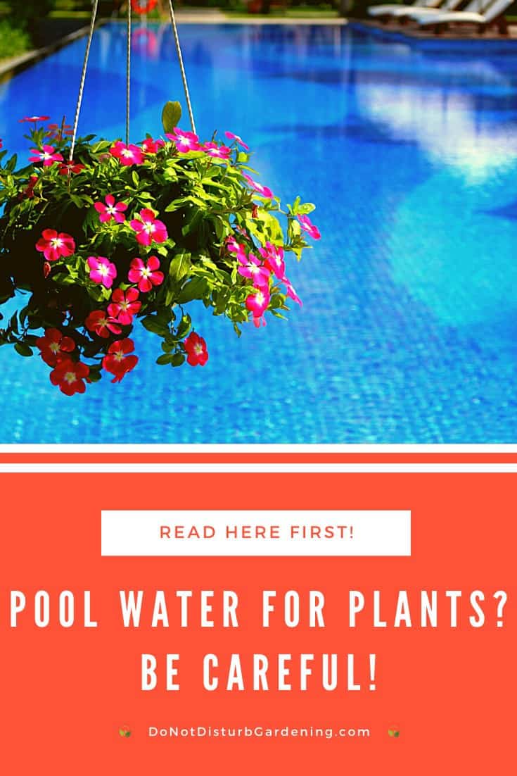 Can You Water Plants with Pool Water? Do Not Disturb Gardening