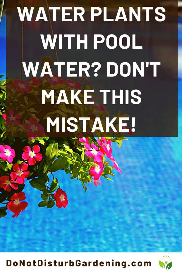 Can You Water Plants with Pool Water? Do Not Disturb Gardening