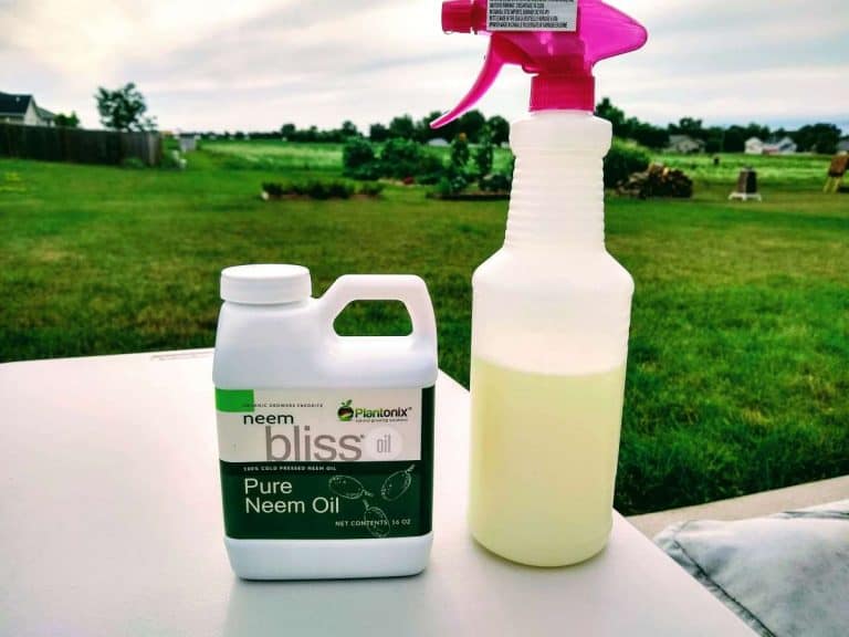 Is Neem Oil Safe for Plants? Do Not Disturb Gardening