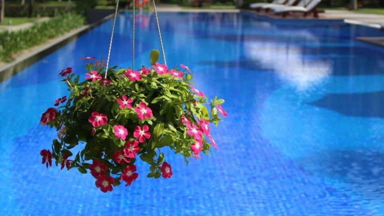 Watering Plants with Pool Water