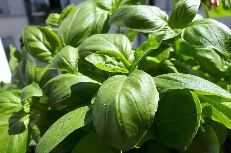 What Flowers and Herbs Can Be Planted Together? Do Not