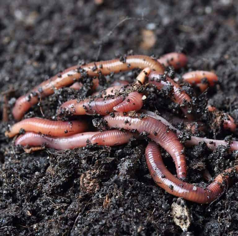 Earthworms in soil